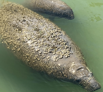 back of a manatee covered in barnacles