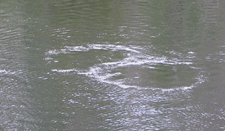 manatee air bubbles on surface of water